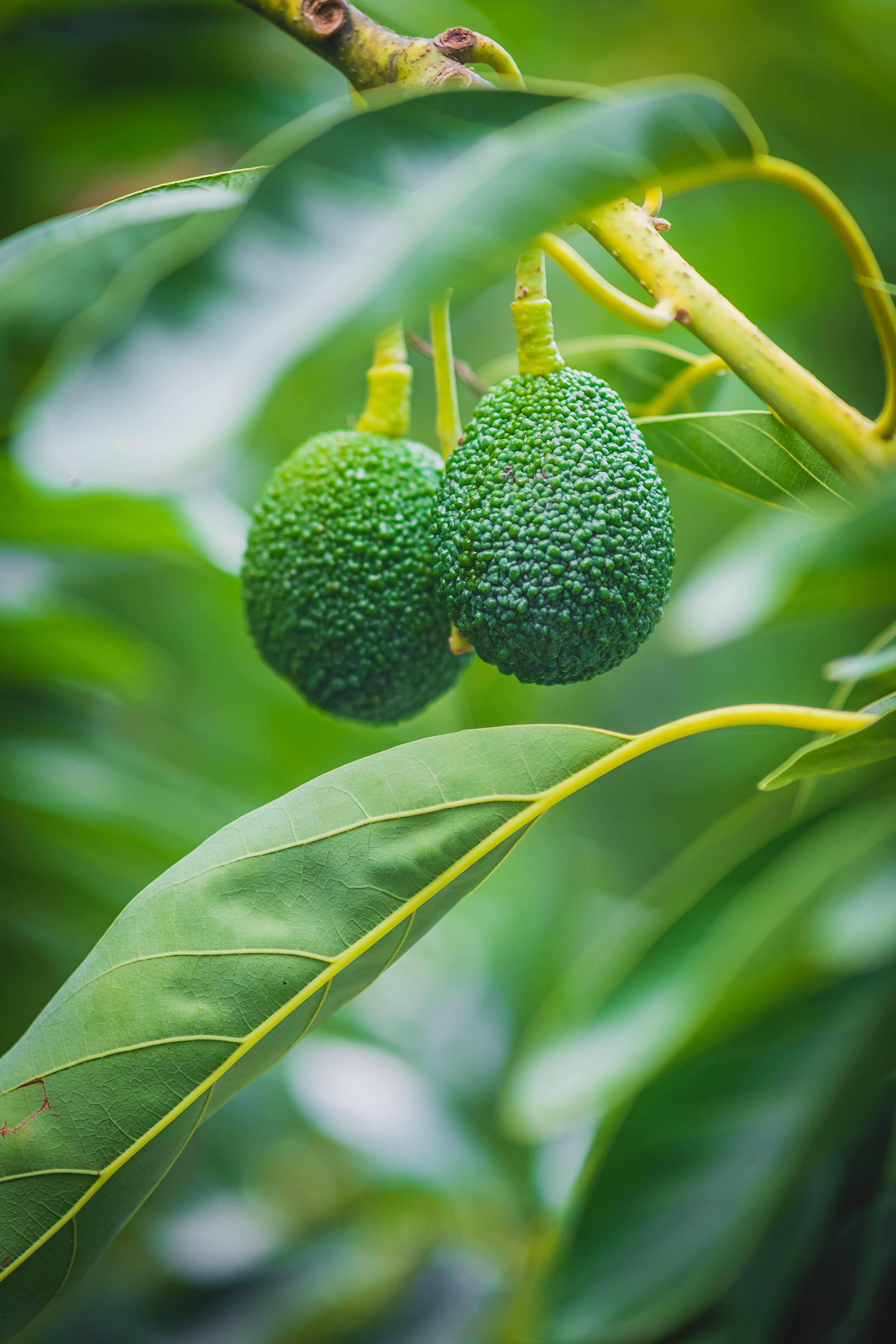 Fresh Avocado - Quality Products